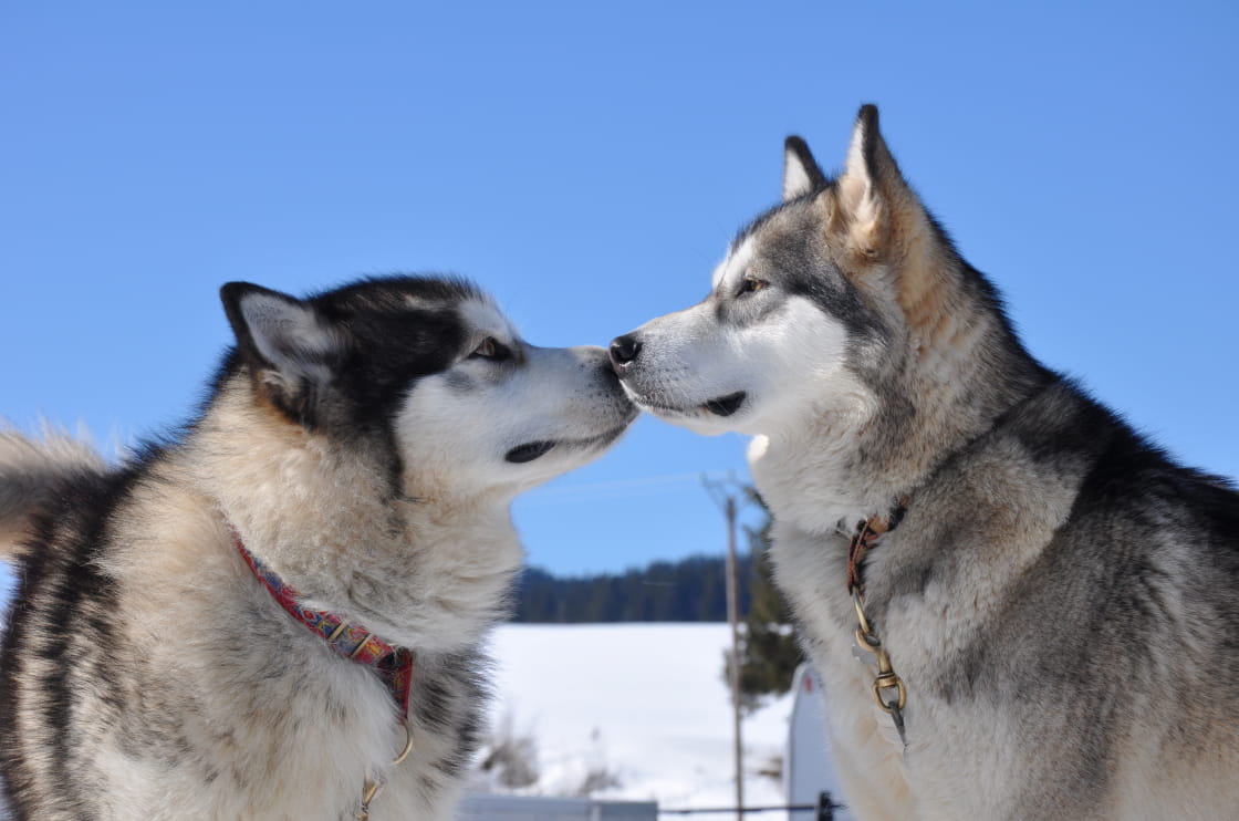 Chiens de traîneau dans les Pyrénées